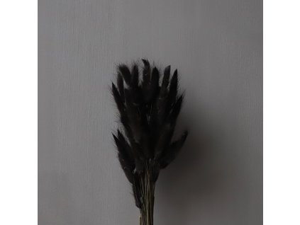 5838 susene kvety lagurus black