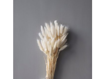 7239 susene kvety lagurus white