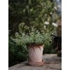 Terakotový květináč Elizabeth Rosa - 16 cm