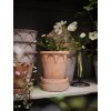 Terakotový květináč Elizabeth Rosa - 16 cm