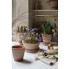Terakotový květináč Pantheon Rosa - 16 cm