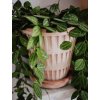 Terakotový květináč Pantheon Rosa - 16 cm