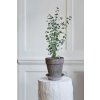 Terakotový květináč Simona Grey - 16 cm