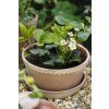 Terakotový květináč Helena Low Rosa - 21 cm