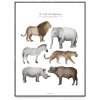 852 plakat in the savannah 30x40 cm