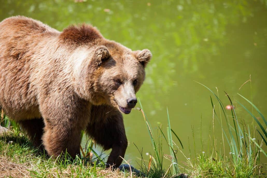 bear-1545031_1920-1030x687