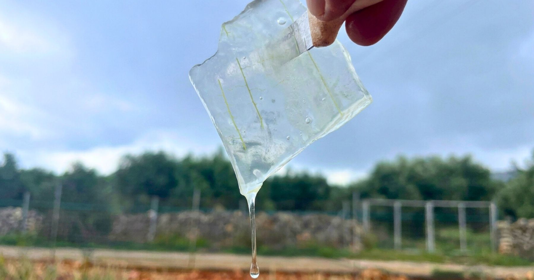 Co se skutečně skrývá uvnitř Aloe vera?