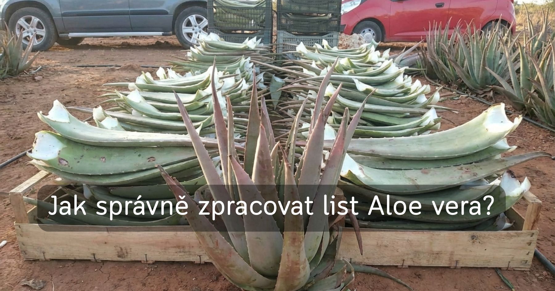 Kompletní průvodce zpracováním aloe vera listu