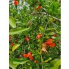 kvet granat