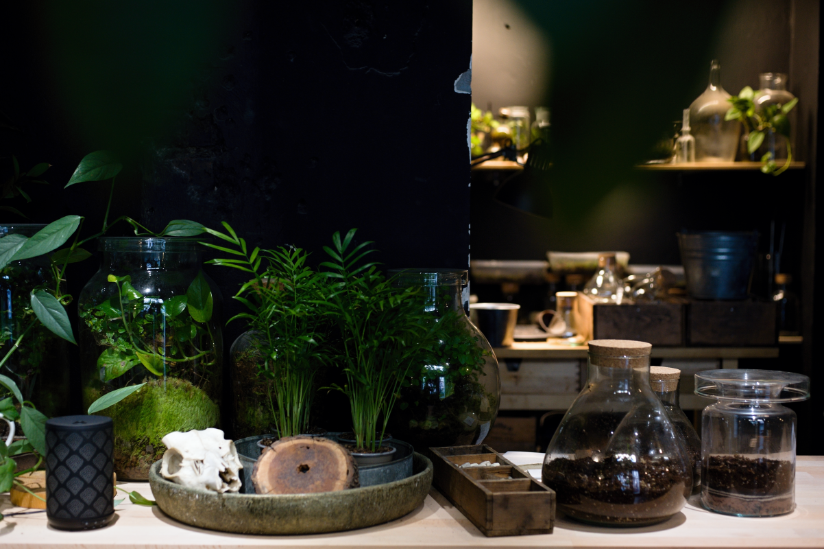 Zážitek v mechu a kapradí