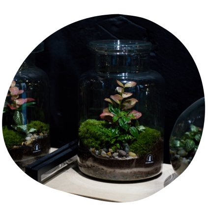 Mechárium Viridis 26 Milujeme mech 2025