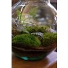 terarium sphaericus 22 forest 2m
