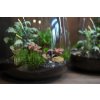 Rostlinné terárium Terrigena Hobbit Milujeme mech 02m