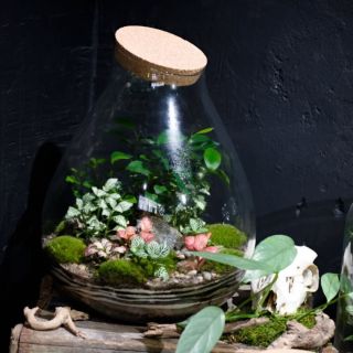 Gaia 💚 Moje největší terárium vůbec 🌿 První jsem vytvořila už v roce 2022 ještě ve Štěpánské a jednu z nich mám dodnes ve...