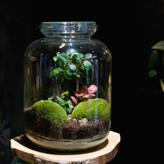 Víte, co mně na mých teráriích baví nejvíc? Focení. Fascinují mně všechny ty detaily, které vám můžu ukázat. Miluju ten...