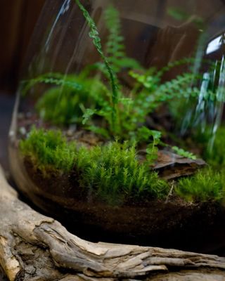 Objevte tajemný svět soběstačných ekosystémů 🌿 Věděli jste, že moje mechové krajiny potřebují jen vhodné podmínky a...