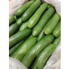 Ekologické baby okurky – Kréta 5 kg balení
