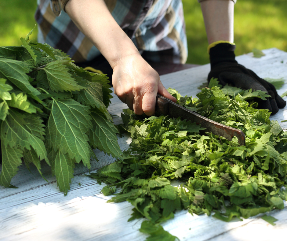 Aké sú 3 hlavné výhody žihľavy pri vypadávaní vlasov