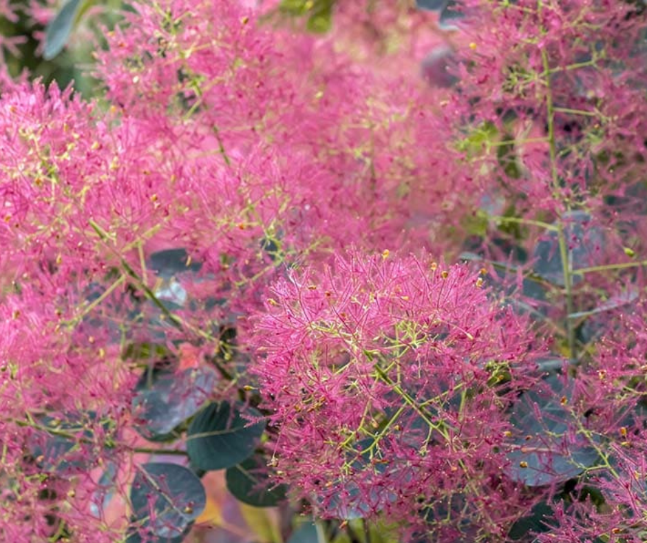 Škumpa je výnimočné prírodné antibiotikum