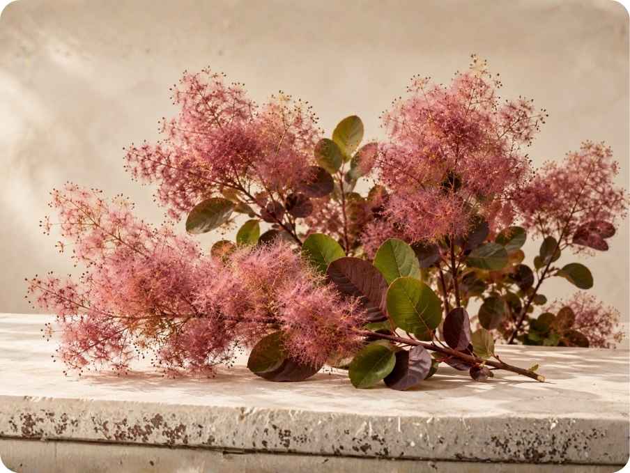 Smoketree is an exceptional natural antibiotic.