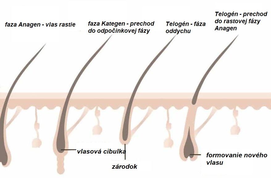 Pozorujete zvýšené vypadávanie vlasov na začiatku používania Milva šampón chinín?