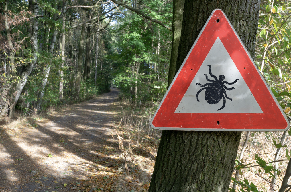 Klíště: tajný agent ve službách boreliózy