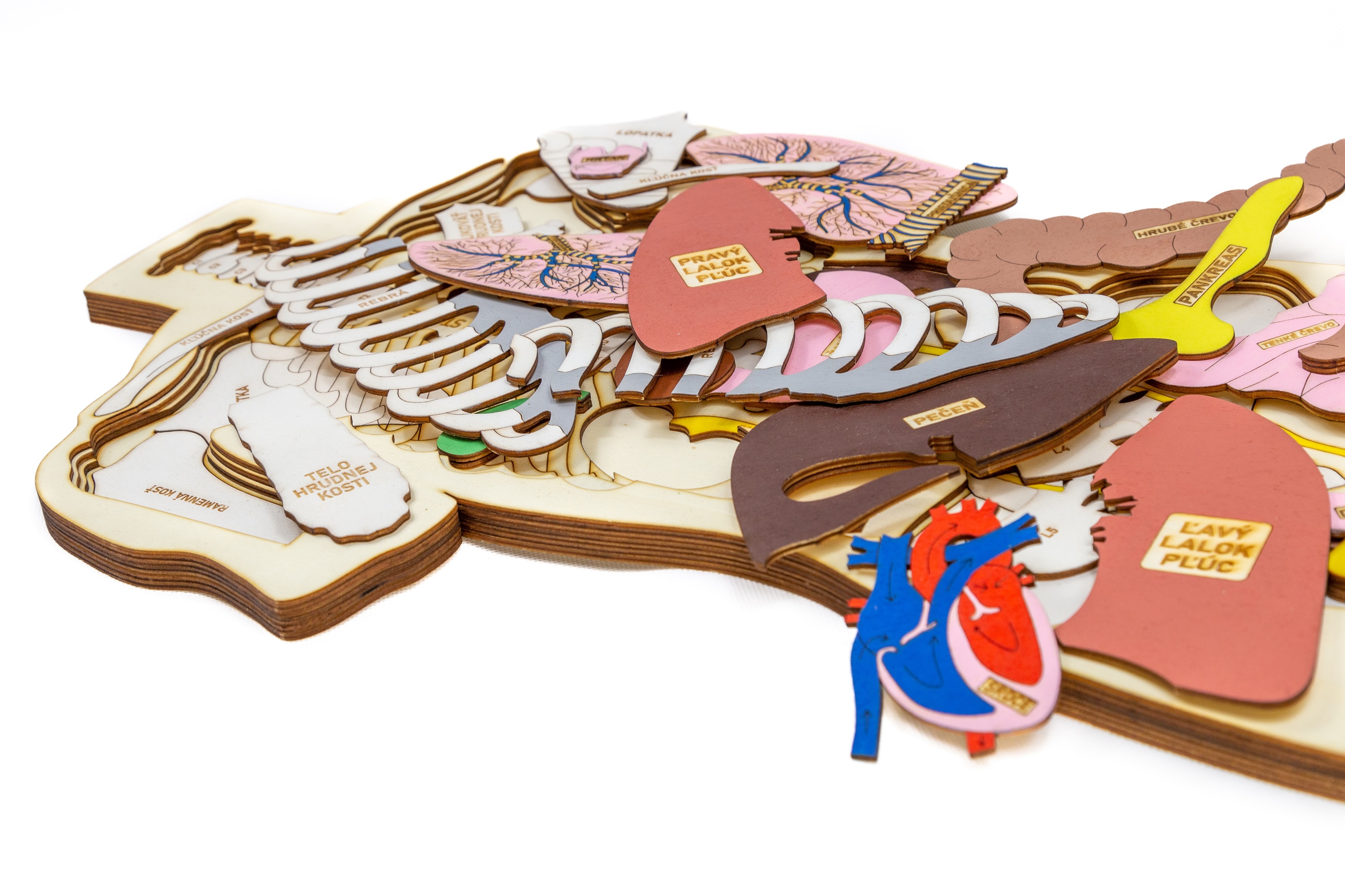 Drevené puzzle - Ľudské telo