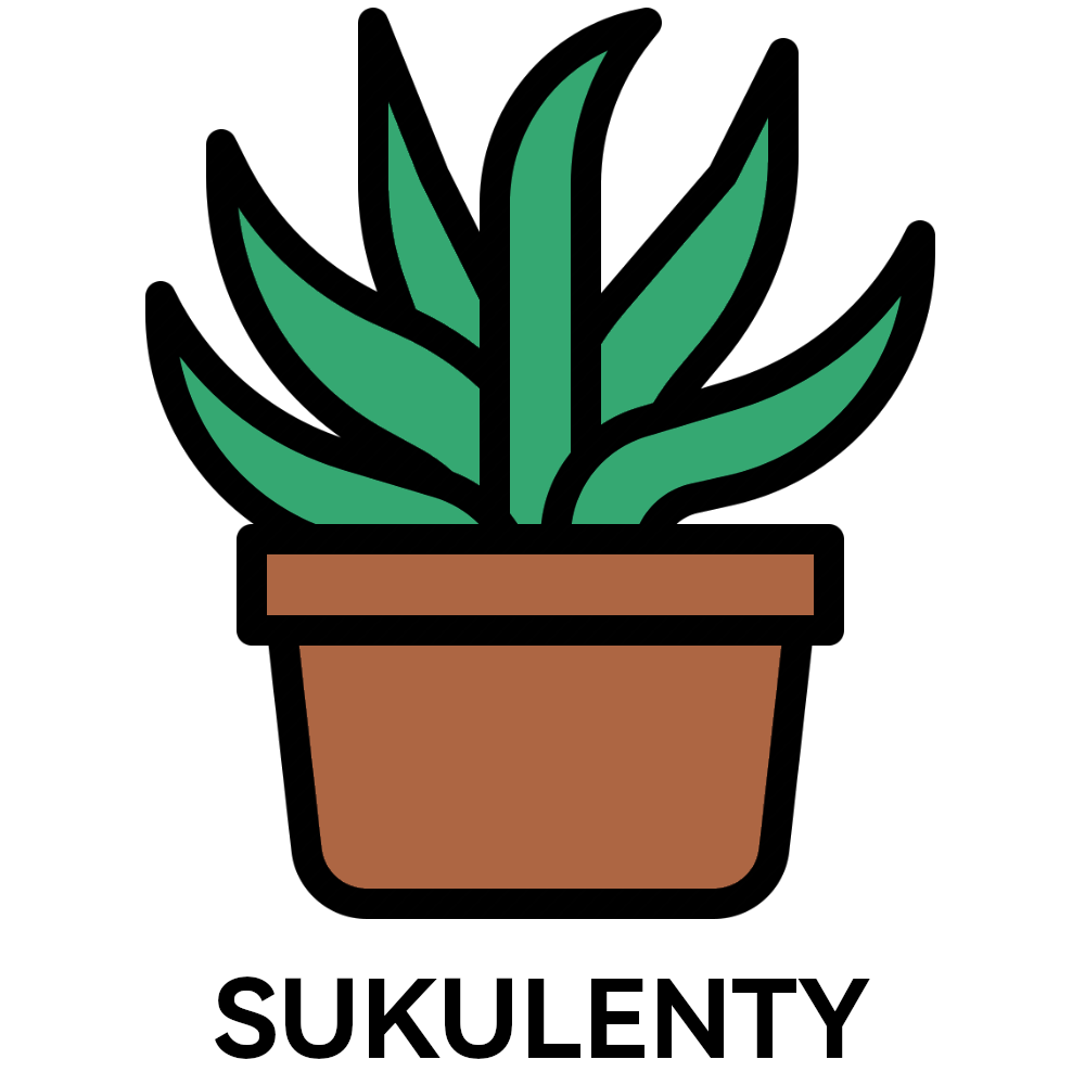 sukulenty