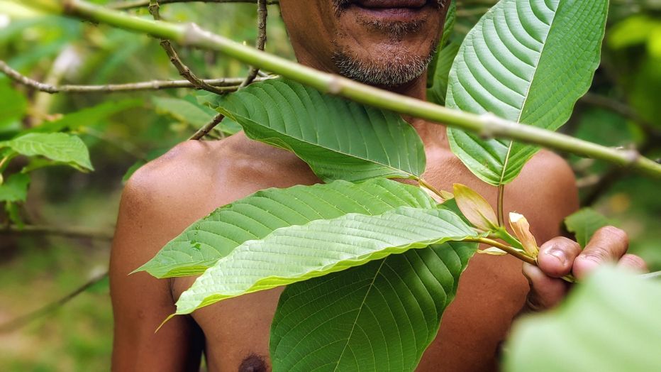Kratom: Odkud pochází, kde roste a jak se zpracovává?