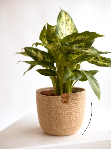 jutovy kvetinac losso hlavni linka