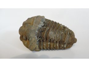 Trilobit XXL