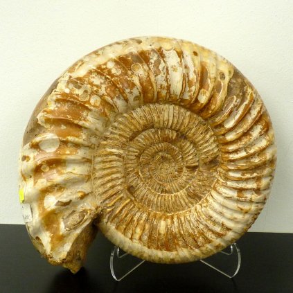 Amonit Perisphinctes