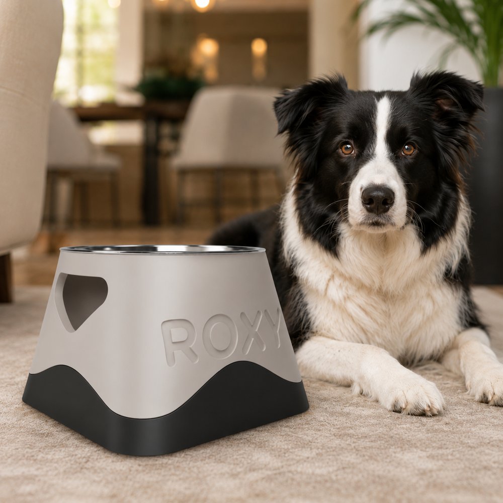 A dog feeding corner in a small flat: where to put the bowls