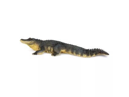 237723 aligator