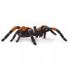 236232 2 tarantule s oranzovymi koleny