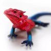 240423 5 agama plochohlava mwanza