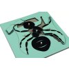 235818 1 puzzle mravenec