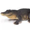 237723 6 aligator