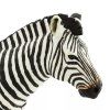 238110 4 zebra