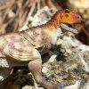 238398 1 carnotasaurus