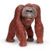 237039 orangutan
