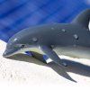237111 2 delfin
