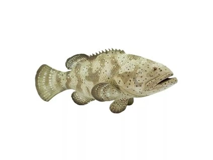 237132 goliath grouper