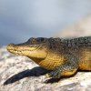 237723 4 aligator