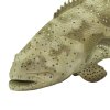237132 4 goliath grouper