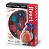 237273 5 anatomicky model srdce