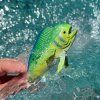241149 1 mahi mahi