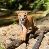 240648 1 puma americka