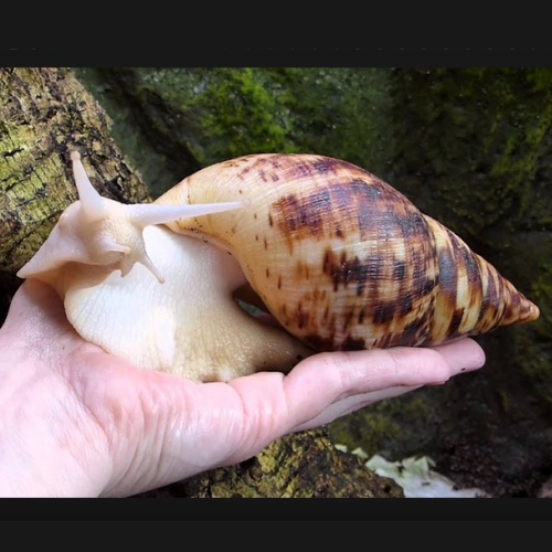 Achatina Achatina