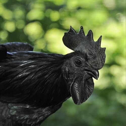 Ayam Cemani